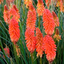 Joker's Wild Kniphofia, Tritoma, Torch Lily, Red Hot Poker, Kniphofia 'Joker's Wild'